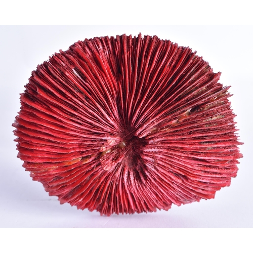 242 - A CORAL SPECIMAN. 17 cm high.