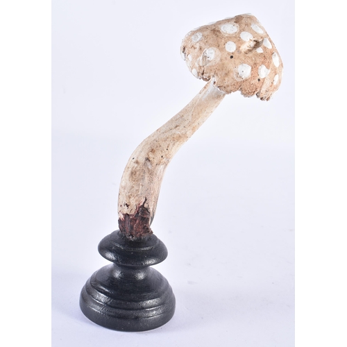 251 - A FOLK ART CARVED WOOD MUSHROOM SPECIMAN. 18 cm high.