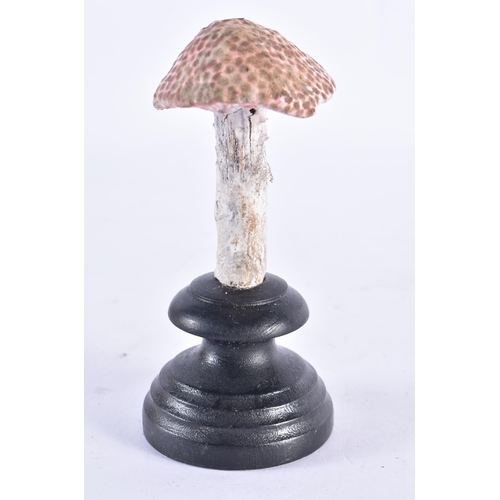 270 - A FOLK ART CARVED WOOD MUSHROOM SPECIMAN. 13 cm high.