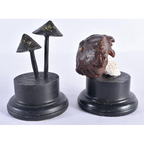 279 - TWO FOLK ART CARVED WOOD MUSHROOM SPECIMANS. Largest 18 cm high. (2)