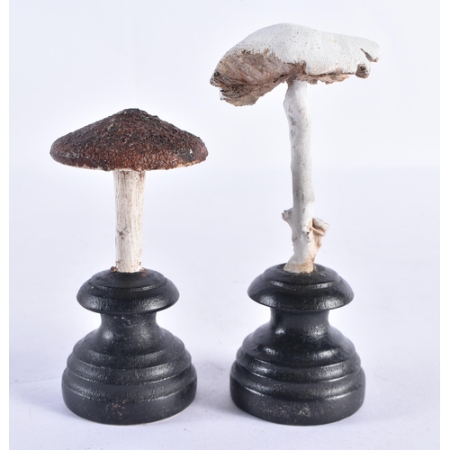 281 - TWO FOLK ART CARVED WOOD MUSHROOM SPECIMANS. 13 cm high. (2)