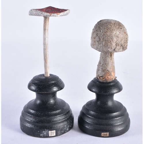 282 - TWO FOLK ART CARVED WOOD MUSHROOM SPECIMANS. 12 cm high. (2)