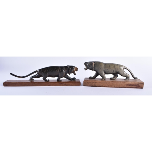 335 - TWO 19TH CENTURY ANGLO INDIAN CARVED RHINOCEROS HORN TIGERS. Largest 22 cm wide. (2)