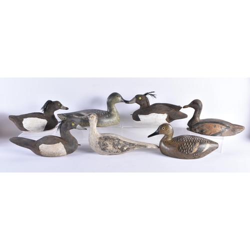 384 - A COLLECTION OF 19TH/20TH CENTURY FOLK ART CARVED WOOD DECOY BIRDS. Largest 34 cm long. (7)