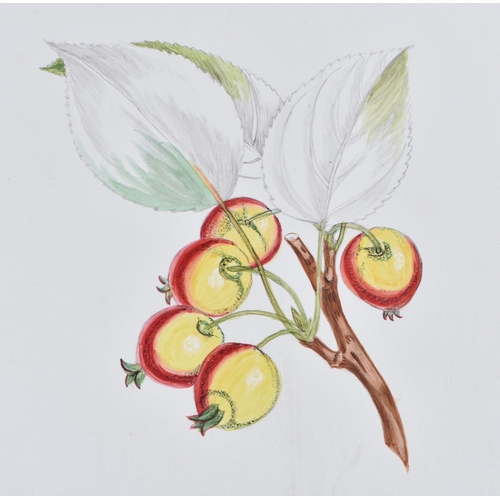 652 - A COLLECTION OF 19TH/20TH CENTURY BOTANICAL WATERCOLOURS AND PAINTINGS possibly including some later... 