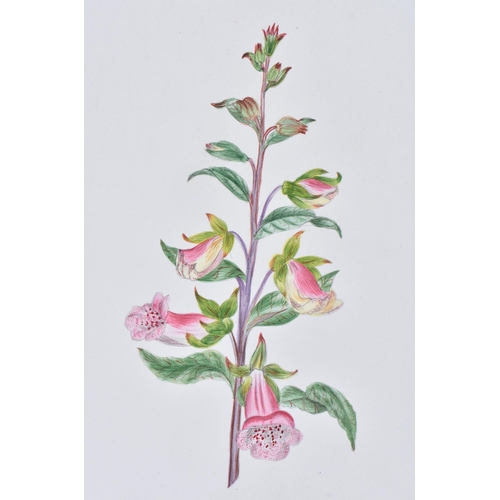 652 - A COLLECTION OF 19TH/20TH CENTURY BOTANICAL WATERCOLOURS AND PAINTINGS possibly including some later... 