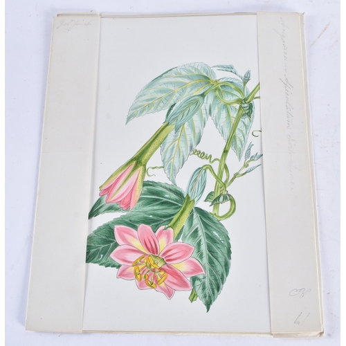 652 - A COLLECTION OF 19TH/20TH CENTURY BOTANICAL WATERCOLOURS AND PAINTINGS possibly including some later... 