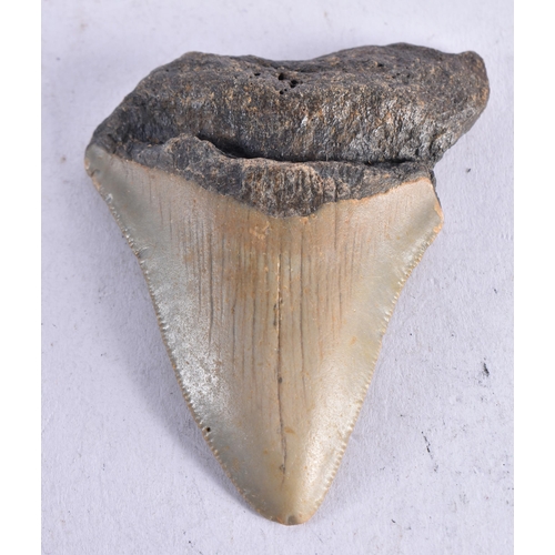 1378 - A PREHISTORIC TOOTH. 7 cm x 5 cm.