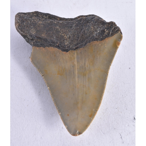 1378 - A PREHISTORIC TOOTH. 7 cm x 5 cm.