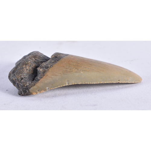 1378 - A PREHISTORIC TOOTH. 7 cm x 5 cm.