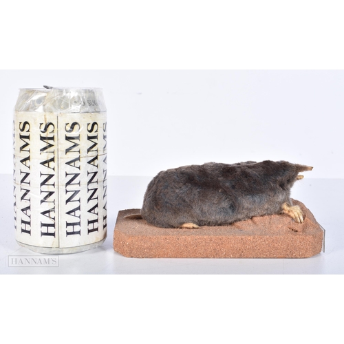 3633 - A Taxidermy vole 15cm.