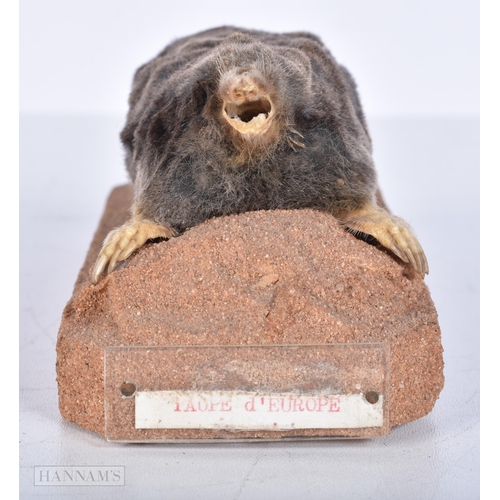 3633 - A Taxidermy vole 15cm.