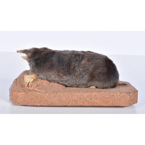 3633 - A Taxidermy vole 15cm.