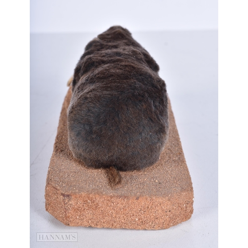 3633 - A Taxidermy vole 15cm.