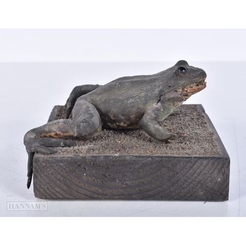 3634 - A Taxidermy frog 10 x 10cm.