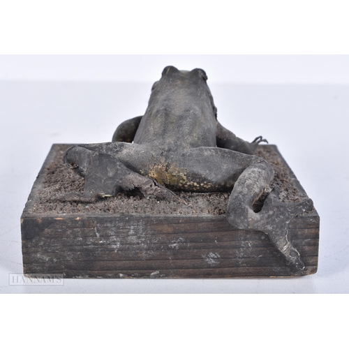 3634 - A Taxidermy frog 10 x 10cm.