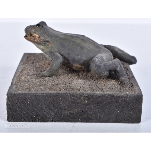 3634 - A Taxidermy frog 10 x 10cm.