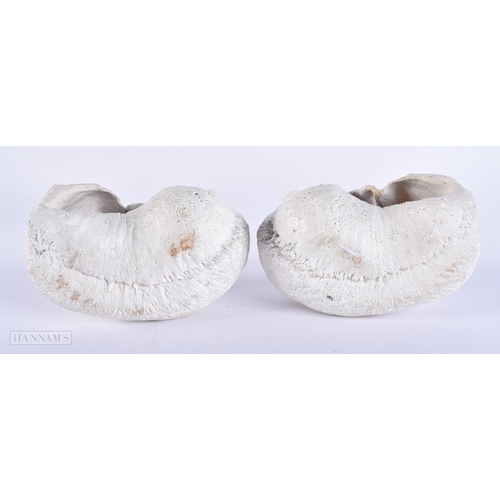 444 - A RARE PAIR OF FOSSILISED WHALES EAR DRUMS. 12 cm x 8 cm.