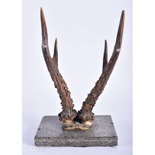 564 - A PAIR OF ANTIQUE ANTLERS together with two staffordshire polar bears. Largest 18cm x 12 cm. (3)