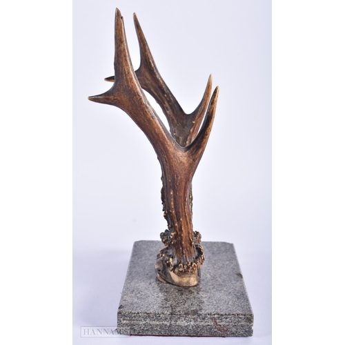 564 - A PAIR OF ANTIQUE ANTLERS together with two staffordshire polar bears. Largest 18cm x 12 cm. (3)