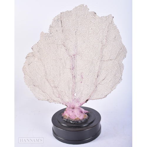 682 - A LARGE CORAL FAN SHAPED SPECIMEN. 42cm x 24 cm.