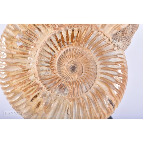 685 - AN AMMONITE SPECIMEN. 12 cm x 6 cm.