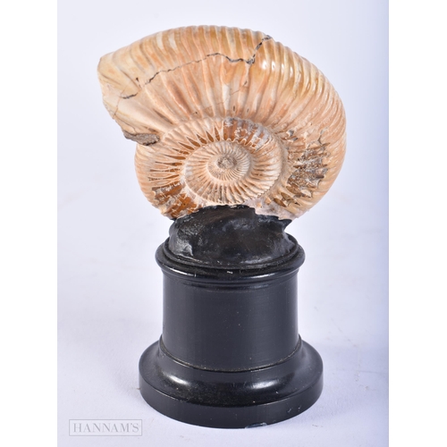 685 - AN AMMONITE SPECIMEN. 12 cm x 6 cm.