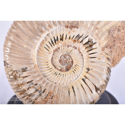 686 - AN AMMONITE SPECIMEN. 12 cm x 6 cm.