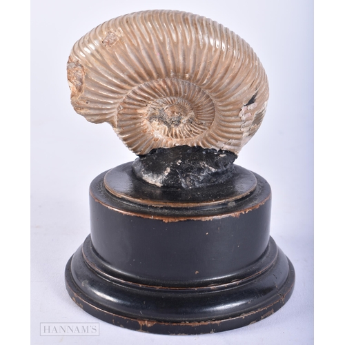 686 - AN AMMONITE SPECIMEN. 12 cm x 6 cm.