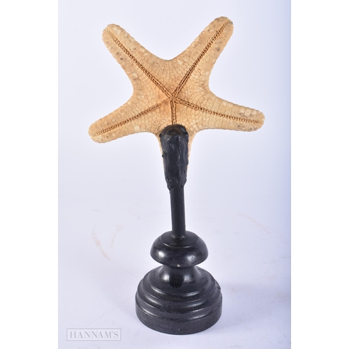 687 - A SEA STAR SPECIMEN. 21 cm high.