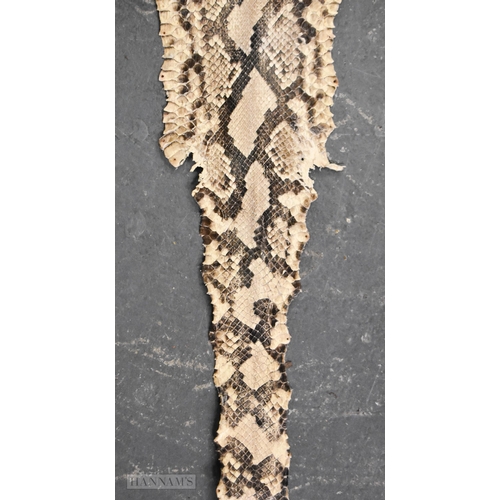 716 - A TAXIDERMY BOA CONSTRICTOR 13 FOOT LONG SNAKE SKIN SPECIMEN.