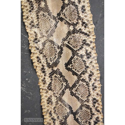 716 - A TAXIDERMY BOA CONSTRICTOR 13 FOOT LONG SNAKE SKIN SPECIMEN.