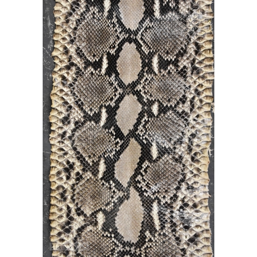 716 - A TAXIDERMY BOA CONSTRICTOR 13 FOOT LONG SNAKE SKIN SPECIMEN.