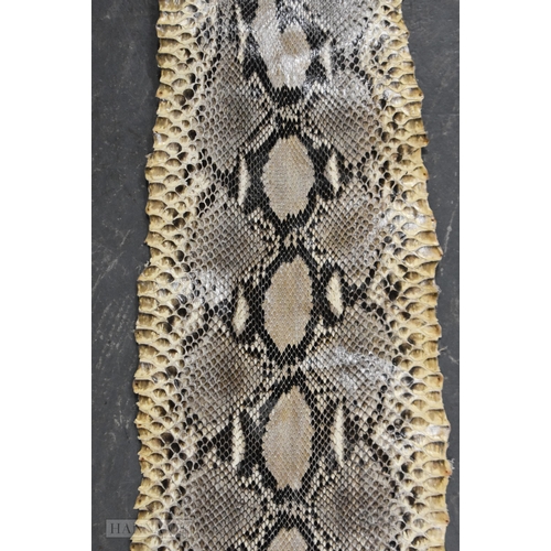 716 - A TAXIDERMY BOA CONSTRICTOR 13 FOOT LONG SNAKE SKIN SPECIMEN.