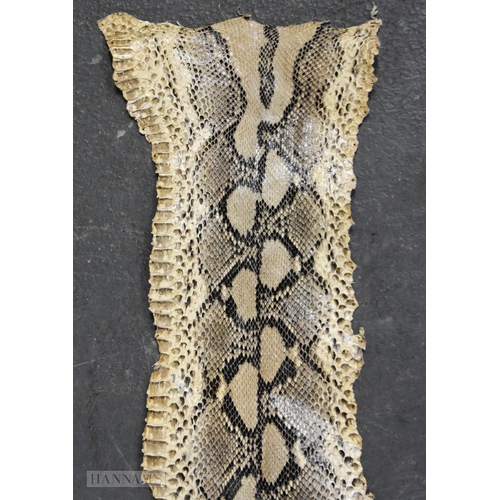 716 - A TAXIDERMY BOA CONSTRICTOR 13 FOOT LONG SNAKE SKIN SPECIMEN.