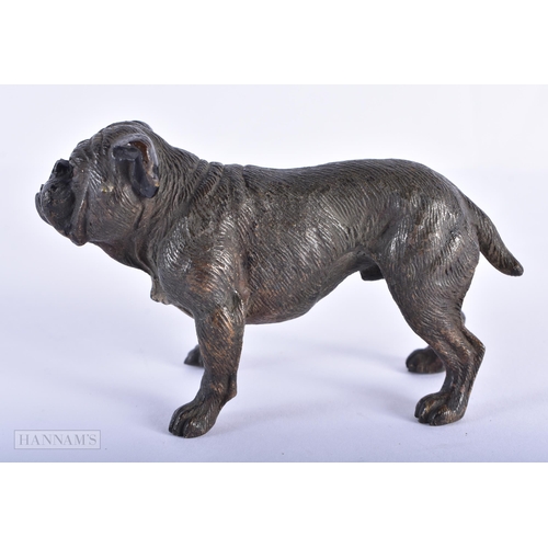 1591 - AN ANTIQUE AUSTRIAN COLD PAINTED BRONZE BULLDOG. 10 cm x 6 cm.