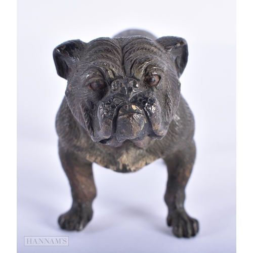 1591 - AN ANTIQUE AUSTRIAN COLD PAINTED BRONZE BULLDOG. 10 cm x 6 cm.