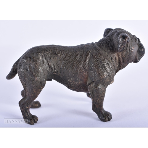 1591 - AN ANTIQUE AUSTRIAN COLD PAINTED BRONZE BULLDOG. 10 cm x 6 cm.