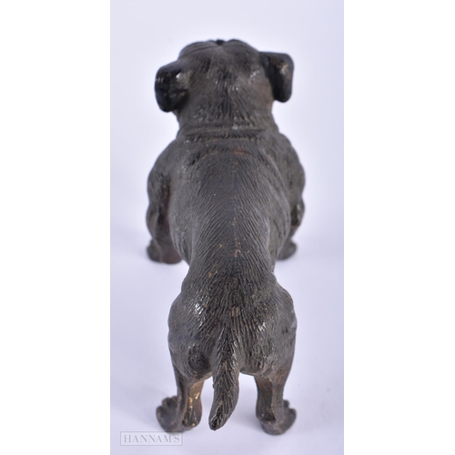 1591 - AN ANTIQUE AUSTRIAN COLD PAINTED BRONZE BULLDOG. 10 cm x 6 cm.