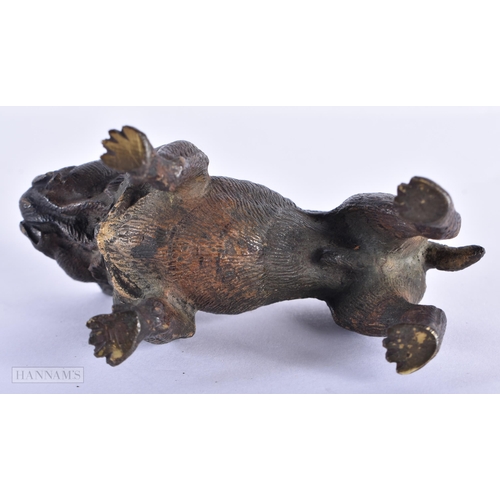 1591 - AN ANTIQUE AUSTRIAN COLD PAINTED BRONZE BULLDOG. 10 cm x 6 cm.