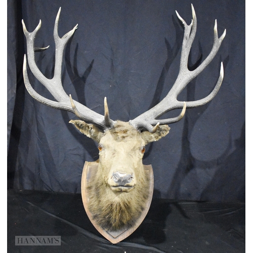 A large Taxidermy 17 point mounted stag antler 118 x 101 x 54cm