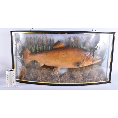 144 - A LARGE ANTIQUE TAXIDERMY BROWN TROUT FISH SPECIMEN. 78 cm x 38 cm.