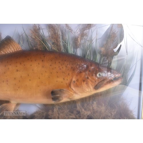 144 - A LARGE ANTIQUE TAXIDERMY BROWN TROUT FISH SPECIMEN. 78 cm x 38 cm.