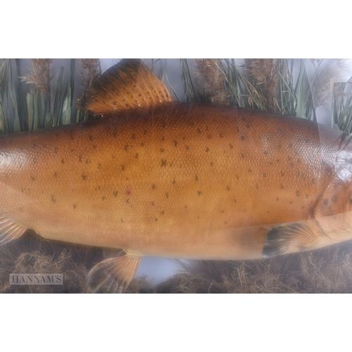 144 - A LARGE ANTIQUE TAXIDERMY BROWN TROUT FISH SPECIMEN. 78 cm x 38 cm.