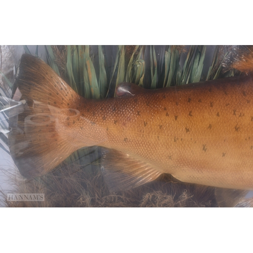 144 - A LARGE ANTIQUE TAXIDERMY BROWN TROUT FISH SPECIMEN. 78 cm x 38 cm.