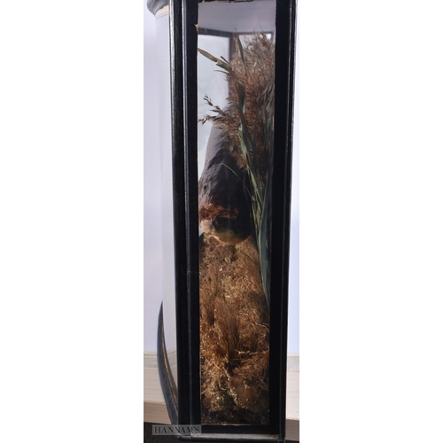 144 - A LARGE ANTIQUE TAXIDERMY BROWN TROUT FISH SPECIMEN. 78 cm x 38 cm.