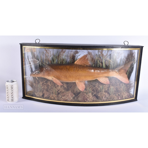 145 - A LARGE ANTIQUE TAXIDERMY BARBEL FISH SPECIMEN. 65 cm x 30 cm.