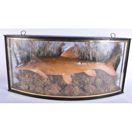 145 - A LARGE ANTIQUE TAXIDERMY BARBEL FISH SPECIMEN. 65 cm x 30 cm.