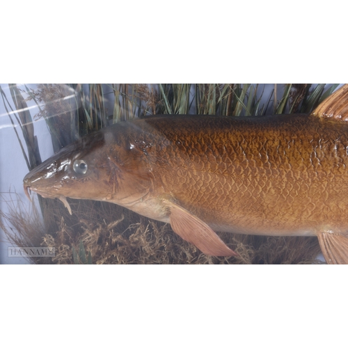 145 - A LARGE ANTIQUE TAXIDERMY BARBEL FISH SPECIMEN. 65 cm x 30 cm.