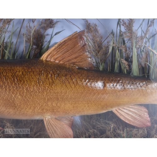 145 - A LARGE ANTIQUE TAXIDERMY BARBEL FISH SPECIMEN. 65 cm x 30 cm.